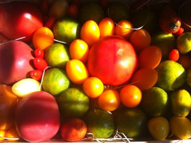 As de Trèfle Bernières sur Mer 