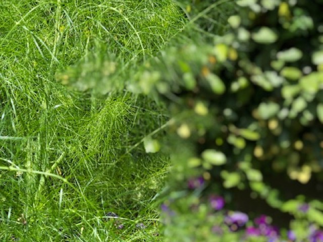 As de Trèfle Bernières sur Mer 